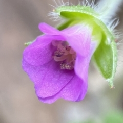 Geranium sp. at Jerrabomberra, NSW - 16 Oct 2021