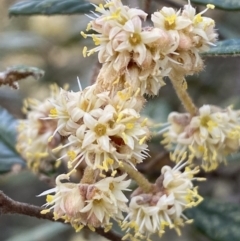 Pomaderris betulina subsp. betulina (Birch Pomaderris) at Mount Jerrabomberra - 16 Oct 2021 by Steve_Bok