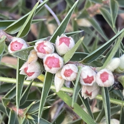 Melichrus urceolatus (Urn Heath) at Mount Jerrabomberra QP - 16 Oct 2021 by Steve_Bok