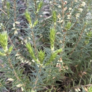 Melichrus urceolatus at Jerrabomberra, NSW - 16 Oct 2021