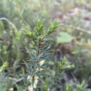 Melichrus urceolatus at Jerrabomberra, NSW - 16 Oct 2021