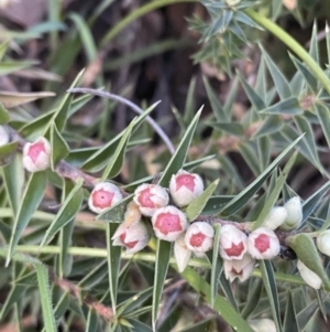 Melichrus urceolatus at Jerrabomberra, NSW - 16 Oct 2021