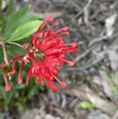 Grevillea sp. (Grevillea) at Jerrabomberra, NSW - 16 Oct 2021 by SteveBorkowskis