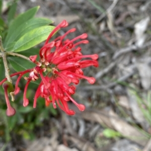 Grevillea sp. at Jerrabomberra, NSW - 16 Oct 2021