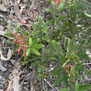 Grevillea sp. at Jerrabomberra, NSW - 16 Oct 2021