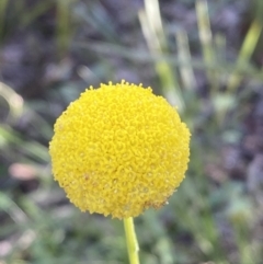 Craspedia variabilis (Common Billy Buttons) at Mount Jerrabomberra QP - 16 Oct 2021 by Steve_Bok