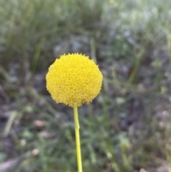 Craspedia variabilis at Jerrabomberra, NSW - 16 Oct 2021