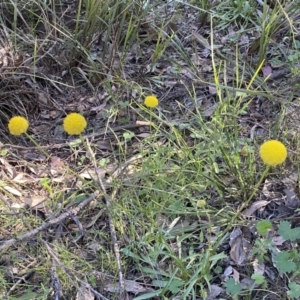 Craspedia variabilis at Jerrabomberra, NSW - 16 Oct 2021