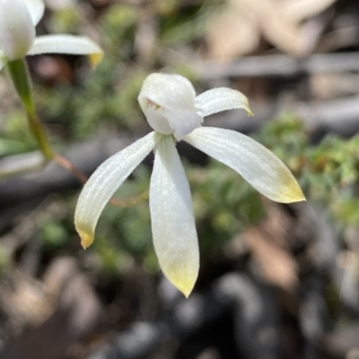 Caladenia ustulata (Brown Caps) at Jerrabomberra, NSW - 16 Oct 2021 by Steve_Bok