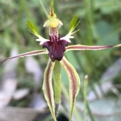 Caladenia atrovespa (Green-comb Spider Orchid) at Jerrabomberra, NSW - 16 Oct 2021 by SteveBorkowskis