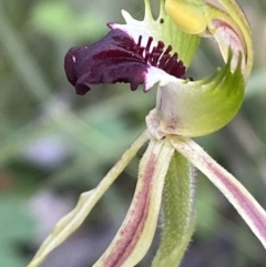 Caladenia atrovespa at Jerrabomberra, NSW - 16 Oct 2021