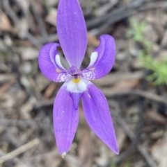 Glossodia major (Wax Lip Orchid) at Jerrabomberra, NSW - 16 Oct 2021 by Steve_Bok