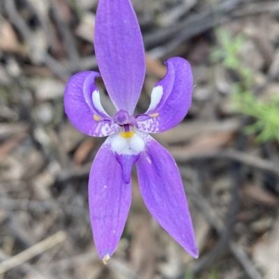 Glossodia major (Wax Lip Orchid) at Mount Jerrabomberra QP - 16 Oct 2021 by Steve_Bok