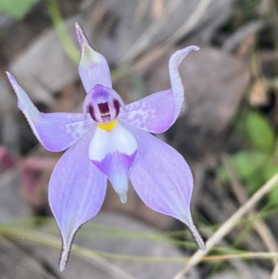 Glossodia major (Wax Lip Orchid) at Mount Jerrabomberra QP - 16 Oct 2021 by Steve_Bok