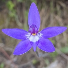 Glossodia major (Wax Lip Orchid) at Mount Jerrabomberra - 16 Oct 2021 by Steve_Bok