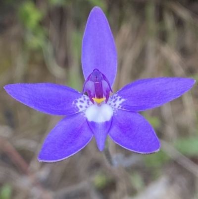 Glossodia major (Wax Lip Orchid) at Jerrabomberra, NSW - 16 Oct 2021 by SteveBorkowskis