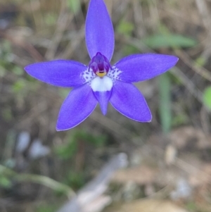 Glossodia major at Jerrabomberra, NSW - 16 Oct 2021