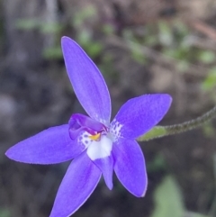 Glossodia major at Jerrabomberra, NSW - 16 Oct 2021