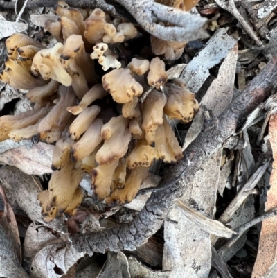 Clavulina sp. (A coral fungus) at Murrumbateman, NSW - 16 Oct 2021 by SimoneC