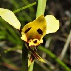 Diuris sulphurea at Tennent, ACT - suppressed