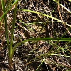 Diuris sulphurea at Tennent, ACT - suppressed