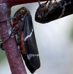 Eurymeloides bicincta (Gumtree hopper) at Jerrabomberra, NSW - 16 Oct 2021 by SteveBorkowskis