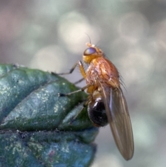 Lauxaniidae (family) (Unidentified lauxaniid fly) at Jerrabomberra, NSW - 16 Oct 2021 by Steve_Bok