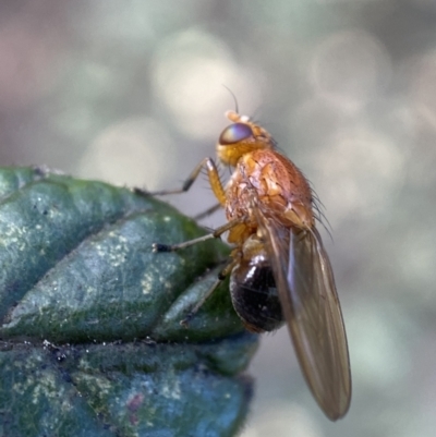 Lauxaniidae (family) (Unidentified lauxaniid fly) at Mount Jerrabomberra - 16 Oct 2021 by Steve_Bok