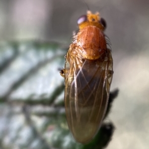 Lauxaniidae (family) at Jerrabomberra, NSW - 16 Oct 2021