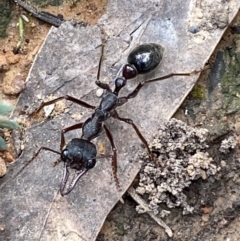 Myrmecia forficata (A Bull ant) at Jerrabomberra, NSW - 16 Oct 2021 by SteveBorkowskis