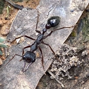 Myrmecia forficata at Jerrabomberra, NSW - 16 Oct 2021