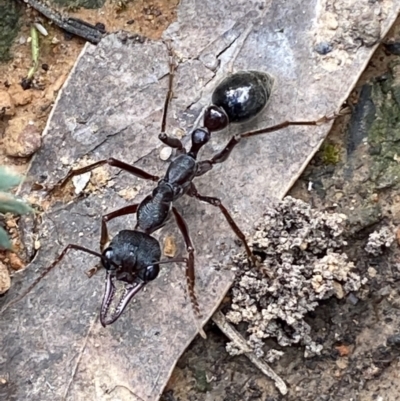Myrmecia forficata (A Bull ant) at Mount Jerrabomberra QP - 16 Oct 2021 by Steve_Bok