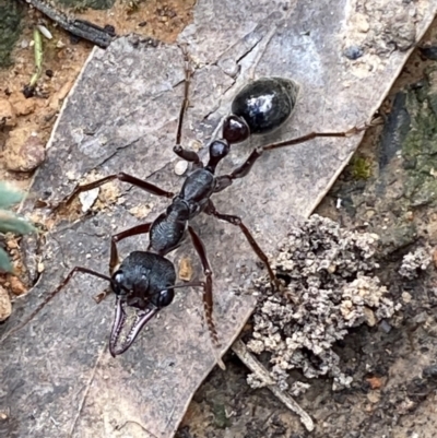 Myrmecia forficata (A Bull ant) at Mount Jerrabomberra - 16 Oct 2021 by SteveBorkowskis