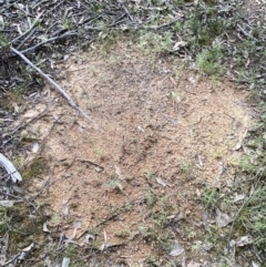 Myrmecia forficata at Jerrabomberra, NSW - 16 Oct 2021