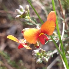 Dillwynia sericea (Egg And Bacon Peas) at Cook, ACT - 14 Oct 2021 by drakes