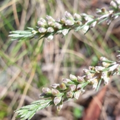 Dillwynia sericea at Cook, ACT - 15 Oct 2021 09:39 AM