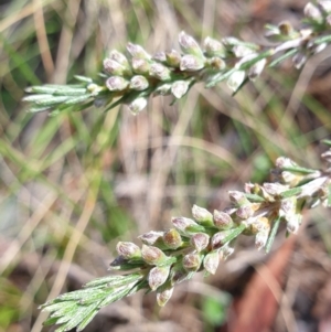 Dillwynia sericea at Cook, ACT - 15 Oct 2021 09:39 AM