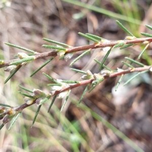 Dillwynia sericea at Cook, ACT - 15 Oct 2021