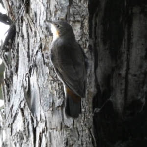 Cormobates leucophaea at Jerrabomberra, NSW - 16 Oct 2021 06:16 PM