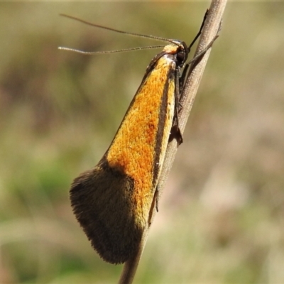 Philobota undescribed species near arabella (A concealer moth) at Tennent, ACT - 16 Oct 2021 by JohnBundock