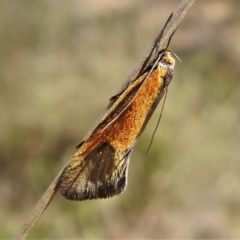 Philobota undescribed species near arabella at Tennent, ACT - 16 Oct 2021