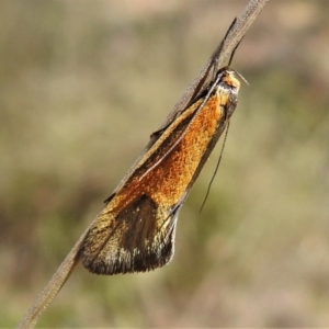 Philobota undescribed species near arabella at Tennent, ACT - 16 Oct 2021