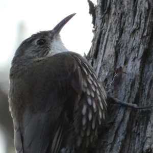 Cormobates leucophaea at Jerrabomberra, NSW - 16 Oct 2021