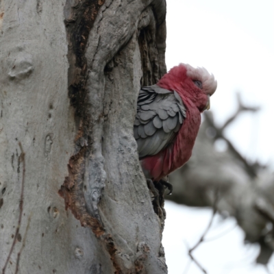 Eolophus roseicapilla (Galah) at Kenny, ACT - 13 Oct 2021 by jb2602