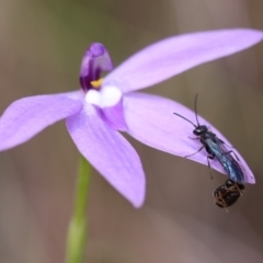 Thynninae (subfamily) (Smooth flower wasp) at Jerrabomberra, NSW - 16 Oct 2021 by cherylhodges