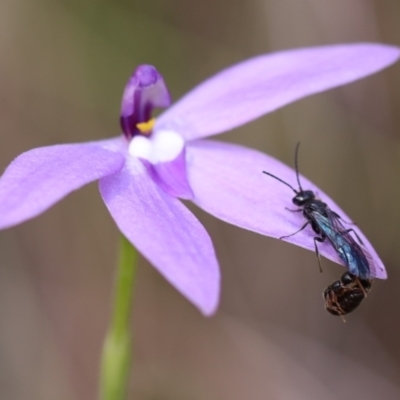 Thynninae (subfamily) (Smooth flower wasp) at Mount Jerrabomberra QP - 16 Oct 2021 by cherylhodges