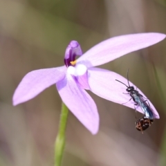 Thynninae (subfamily) at Jerrabomberra, NSW - 16 Oct 2021