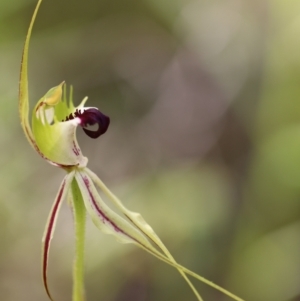 Caladenia atrovespa at Jerrabomberra, NSW - 16 Oct 2021