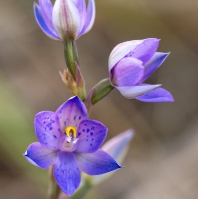 Thelymitra simulata (Graceful Sun-orchid) at Penrose, NSW - 15 Oct 2021 by Aussiegall