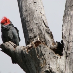 Callocephalon fimbriatum (Gang-gang Cockatoo) at Hughes, ACT - 16 Oct 2021 by LisaH